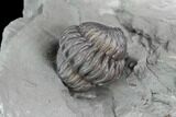 Wide Enrolled Flexicalymene Trilobite - Mt Orab, Ohio #85613-2